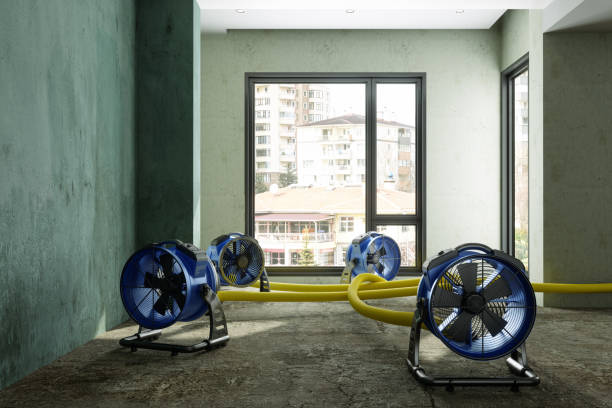 Best Professional water damage repair  in Rayre, MO